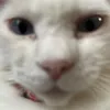 mickey.barban - @mickey.barban - TikTok