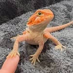 Mickey- the bearded dragon - @mickeythebeardeddragon - Instagram