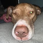 Mike Brackett - @stlhooligan - Instagram