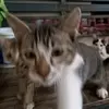 MickeyCarlo - @mickeycarlo - TikTok