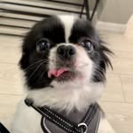 Mickey Cuevas - @mickeydogcuevas - Instagram