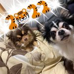 歩美 - @ayumi_mickey_dale - Instagram