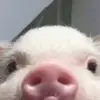 Heo sữa🐽 - @mickeydayy._3 - TikTok