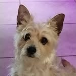 Duke❤️ - @mickey_duke_ - Instagram