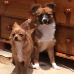 Mickeyduke - @mickeyduke2 - Instagram