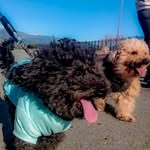 Teddy, Mickey, Fifi & Duke ,duchess -duquesa - @teddymickeyfifiandduke - Instagram