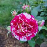 Mike Duvall - @mikeloveplants - Instagram