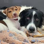 Flynn & Mickey - @flynn.mickey.ba - Instagram