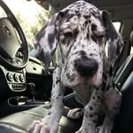 Mickey Flynn the Greatest Dane - @mickeyflynnthegreatest - Instagram