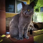 Mickey Gray - @elgatomickey - Instagram