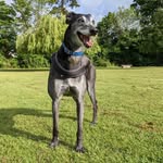 Mickey Harris Palmer - @mickeythemonsterhound - Instagram