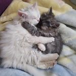 kitty cat 🐱🐈 - @mickey_louli - Instagram