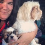Mickey & Major - @major_mickey_shih_show - Instagram