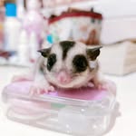 Mokka/Match/Mickey/Marsh - @mocha.sugargliders - Instagram