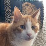 Mickey Marshall - @majesticmickey614 - Instagram