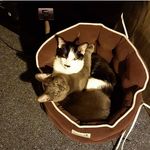 Mickey and Maynard The Cats - @mickey_maynard2018 - Instagram