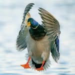 Mike McClure - @billcollectorswaterfowl - Instagram