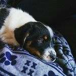 Mickey O'Brien - @puppymickeybaby - Instagram