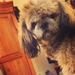 Mickey Pickett - @mickey_the_shih_tzu - Instagram