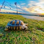 Mikey Pitre - @turtlechelle13 - Instagram