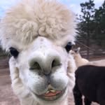 Mickey Richardson - @mickey.the.alpaca - Instagram