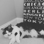 Mickey Robertson - @mickeythemainecooncat - Instagram
