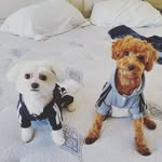 Miss Mickey-Mantle + Jackie Robinson - @theyogsjackandmickey - Instagram