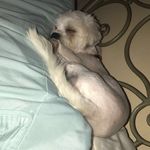Mickey serrano🐶 - @_mickey_serrano - Instagram