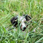 Mickey Mini Australien Shepard - @mickey_mini_aussie - Instagram