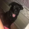 Mickey the German Shepard - @mickey_the_gsd - TikTok
