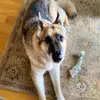 mickey.....german... - @mickeygermanshepard - TikTok