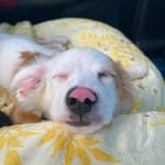 Mikey The Australian Shepard - @mikey_theaussie - Instagram