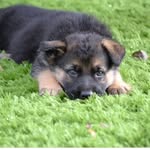 Mikey the shepard - @mikeythegermanshepard - Instagram