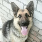 Немецкая_Овчарка_Мика - @german_shepherd_mickey - Instagram