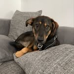 M I C K E Y 🐾 - @mickey_shepherdmix - Instagram