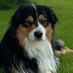 Mickey Dundee The Australian Shepherd - @mickeydundee_aussieshepherd - Instagram