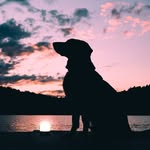 Mickey - @shepherd_mickey - Instagram