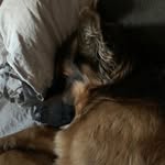 Mickey_the alsation - @mickey_the_german_shepherd - Instagram