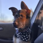 Mickey The German Shepherd - @mickey_the.dawg.not.mouse - Instagram