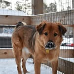 Mickey the Golden Shepherd🐾 - @life.of.mickey - Instagram