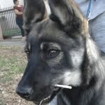 Ximena arroyo - @mickey_the_shepherd - Instagram