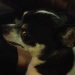 Mickey Smart - @smart_animals23 - Instagram