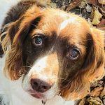 🐾 Springer Mickey 💙 - @springerspaniel_mickey - Instagram