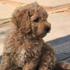 Mickey - @mickey_de_spring_hond - TikTok