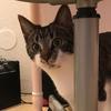 user305942670310 - @mickey.kat.spring - TikTok