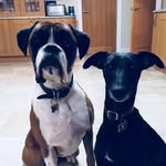 Mickey And Stanley - @_mickey_and_stanley_ - Instagram