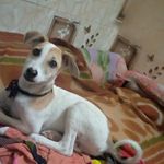 Mickey the street dog🐶🐾 - @it_is_mickey_43 - Instagram