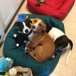 Mickey & Tanner - @adventuresofmickey_tanner - Instagram