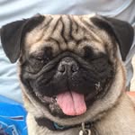 Mickey and Tucker on Earth, Ruby in Heaven - @mickey_tucker_pugs - Instagram