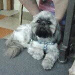 Mickey, tucker and charlie - @another_day_of_a_dog - Instagram